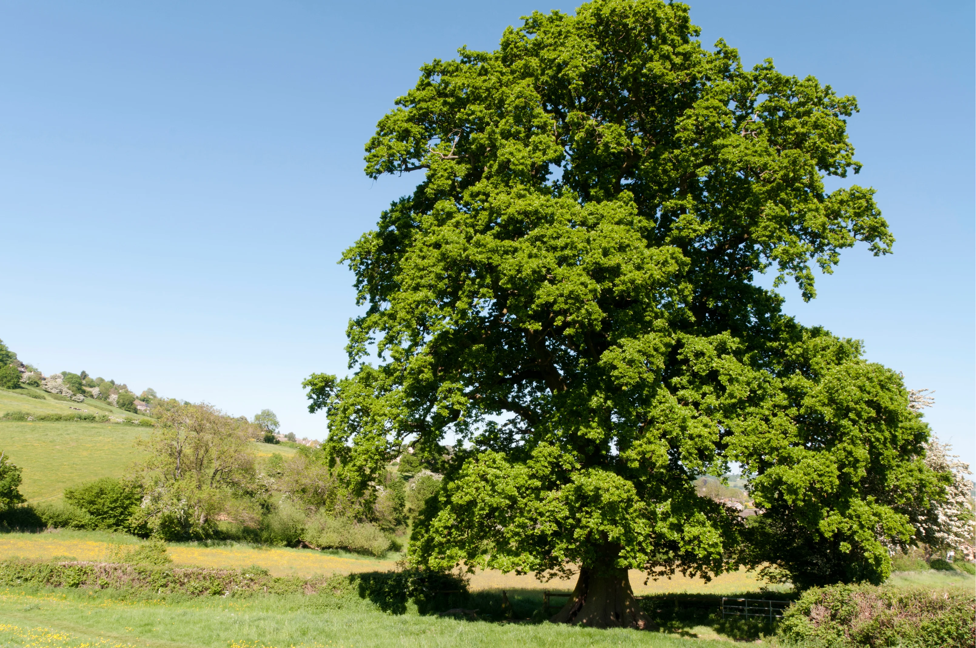 Beautiful oak tree rural scenery Australia