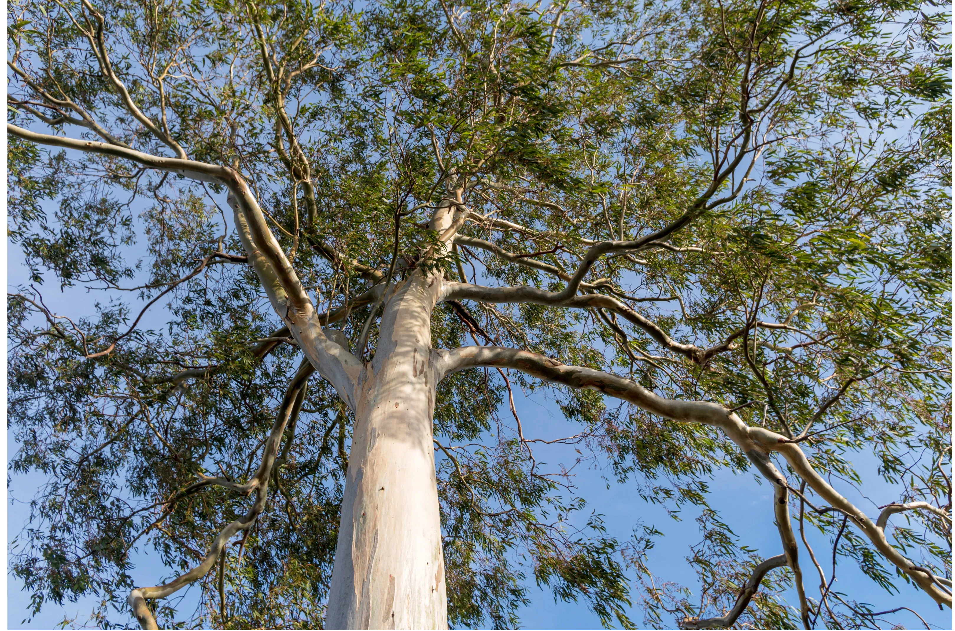 Eucalyptus tree canopy view Australia