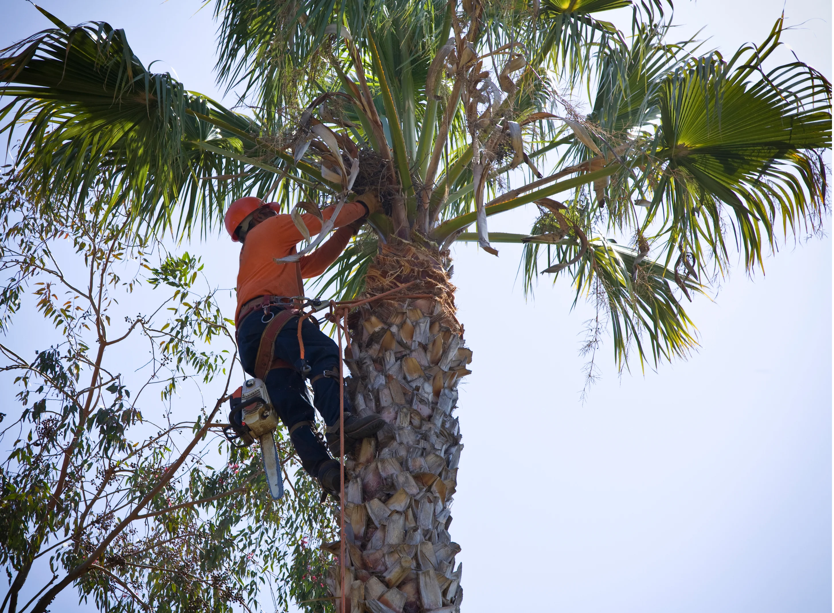 Professional arborist removing palm tree in Sydney